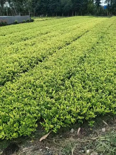 抖音小游戏最新入口程序